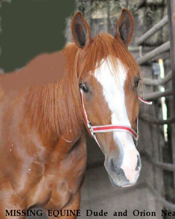 MISSING EQUINE Dude and Orion Near canterbury, CT, 06331